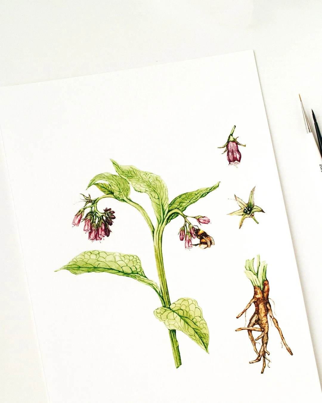 Comfrey Study &mdash; a full botanical layout, showing root, flower, and seed.

I love creating these detailed studies&mdash;it&rsquo;s about more than just beauty. Each element tells a story: the roots that anchor the plant, the flowers that attract