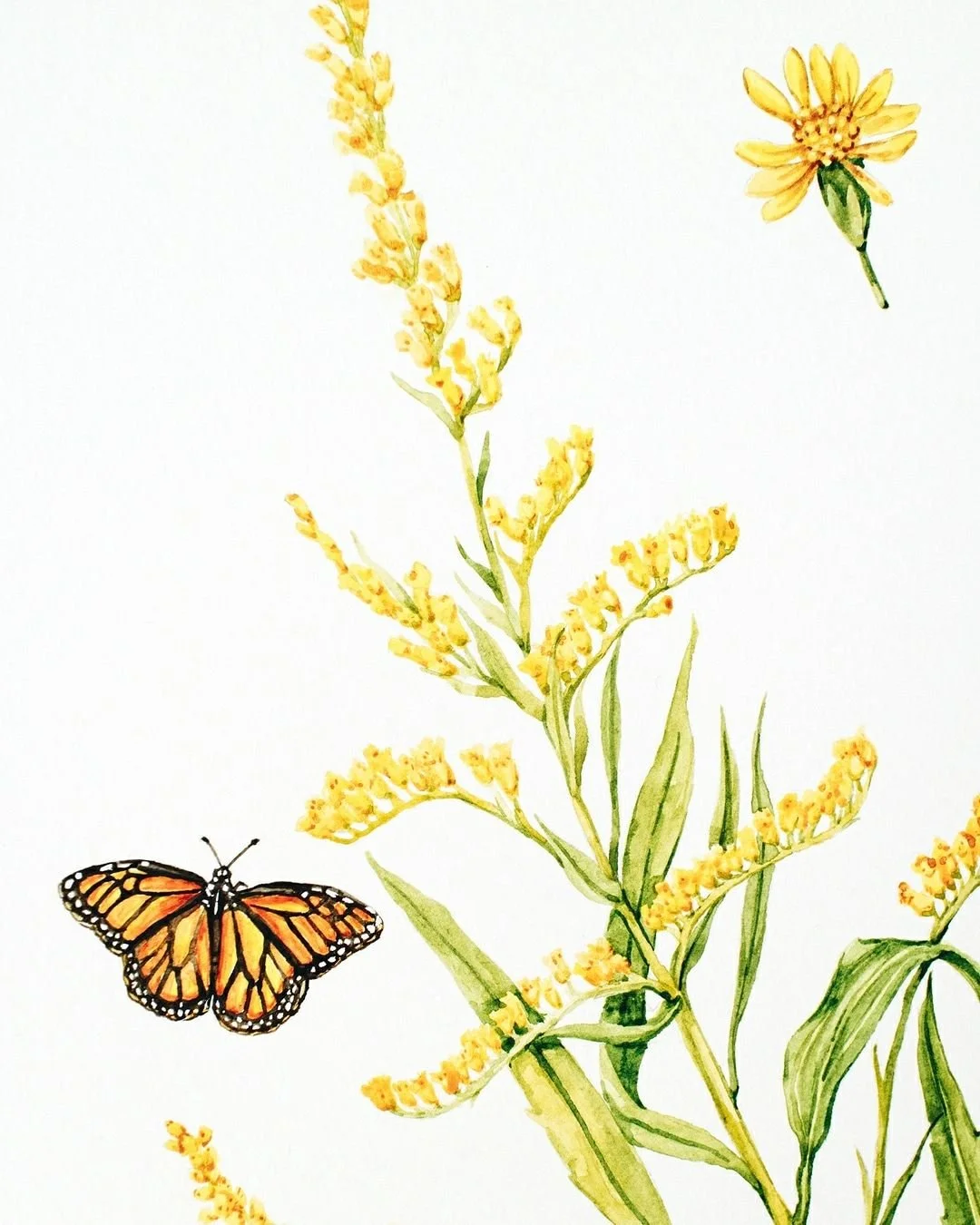 Late Summer Bloom &mdash; Goldenrod in full bloom, painted with a visiting monarch butterfly.

I love capturing these moments of connection in nature&mdash;the way the bright yellow flowers contrast with the delicate orange and black wings of the but