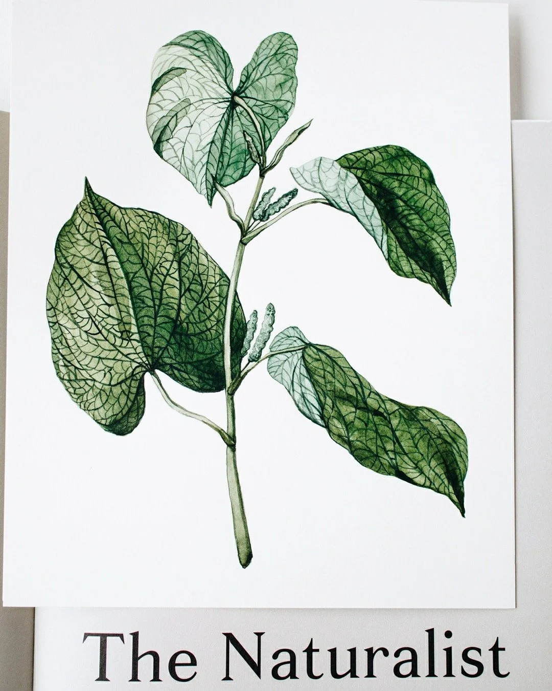 The Naturalist &mdash; a celebration of curiosity, observation, and the quiet beauty of the natural world.

This piece reflects my love of exploring plants and flowers, capturing the details that often go unnoticed. Through careful observation and wa