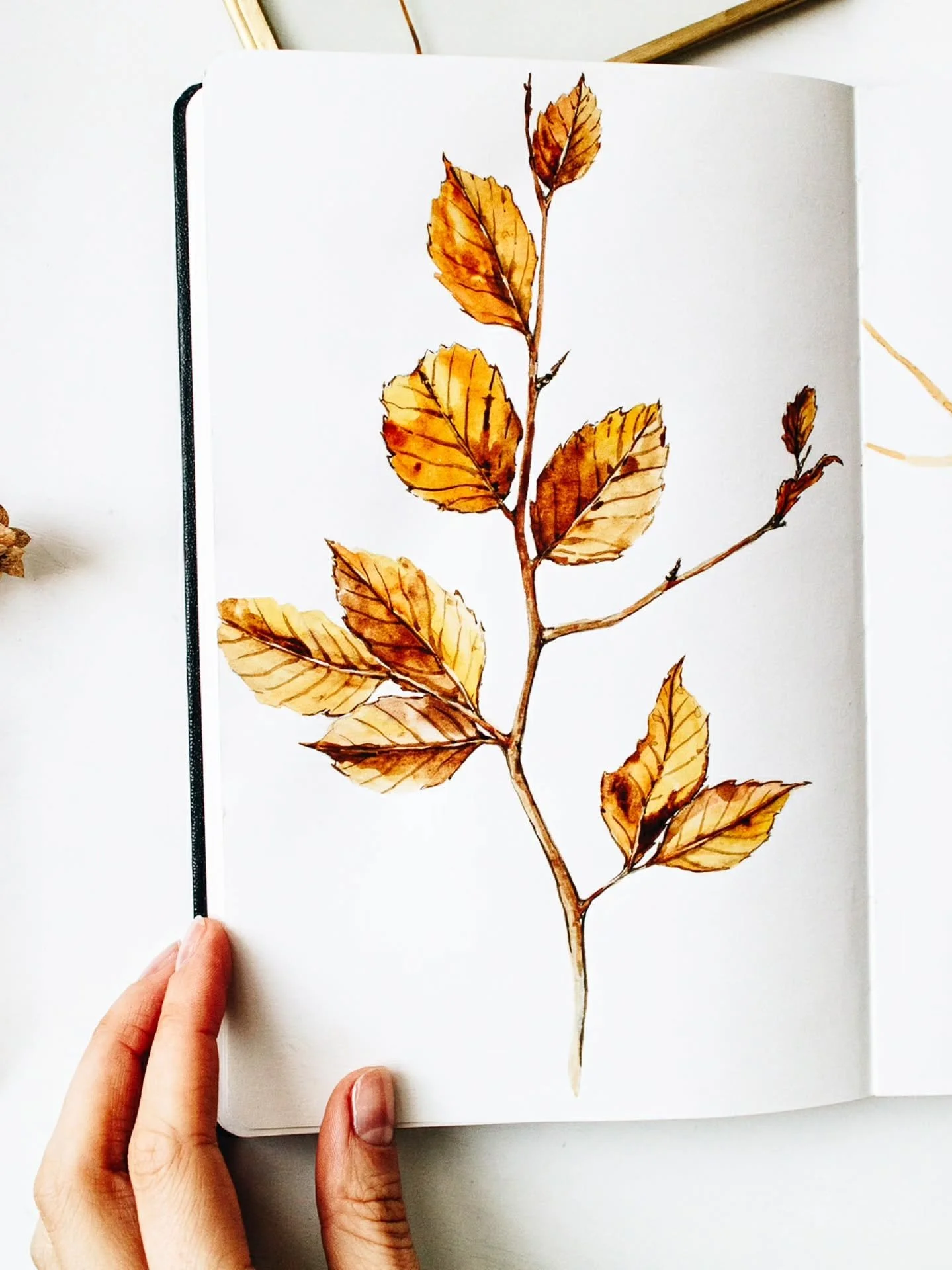Happy Fall! It's finally time to open my sketchbook 🍂

#FallArt #fallcolors #botanicalsketchbook #WatercolorArtist