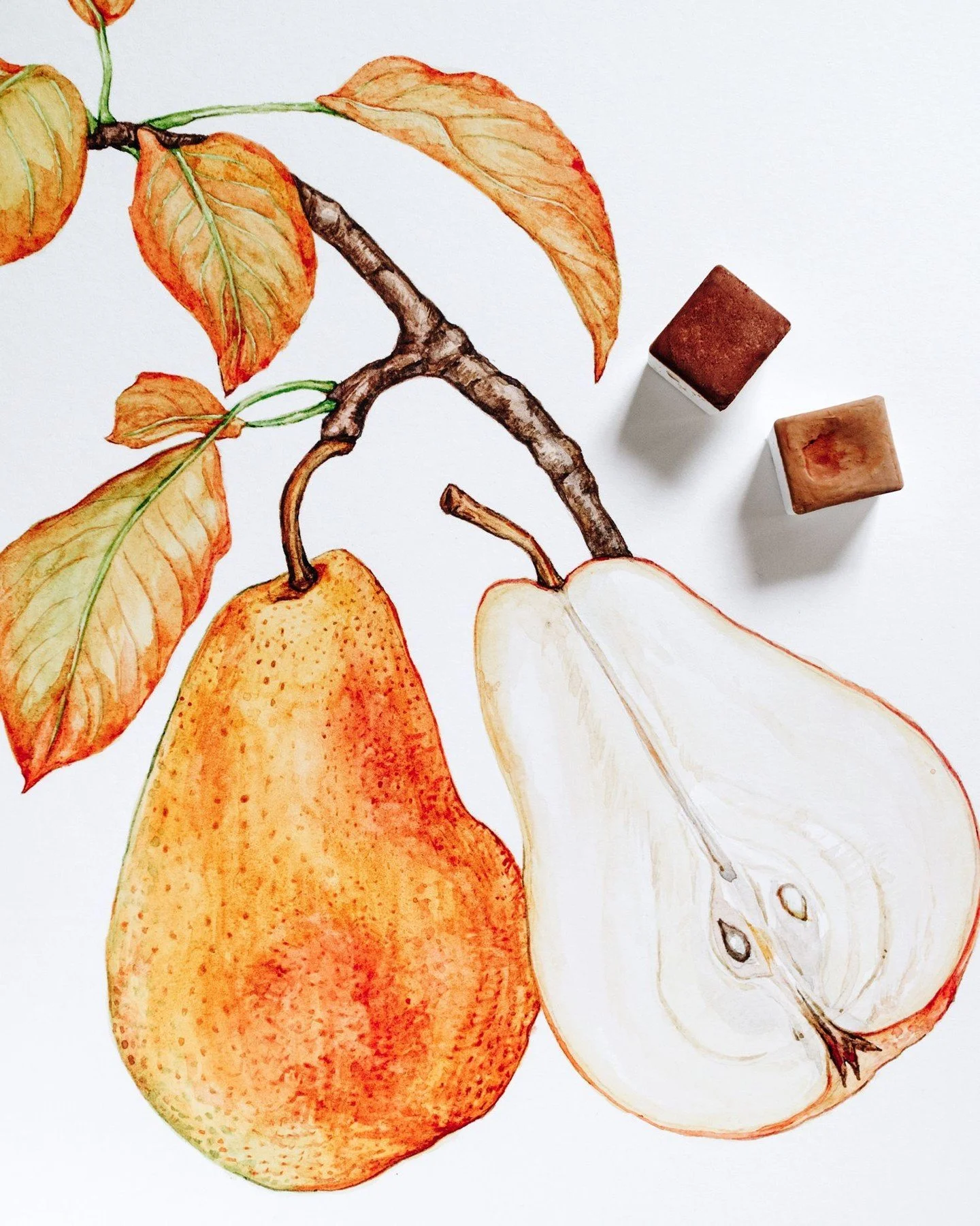 We Are A Perfect Pear! A perfect pear for fall. Lately, I&rsquo;ve been inspired by autumn fruits and their soft, warm tones. For this watercolor, I began with a light wash to define the pear&rsquo;s shape, then gradually layered deeper shades to cap