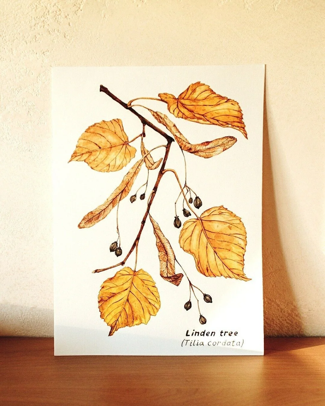 Fall nature is endlessly inspiring! This linden branch study is one I painted a while ago, but the golden tones and delicate leaf shapes still captivate me. I started with light pencil sketches to capture the branch structure, then layered translucen