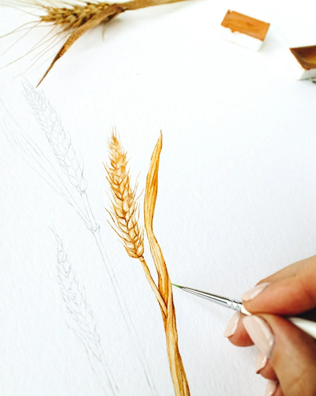 Process vs Painting
#paintingvsfinal #watercolorart #botanicalart