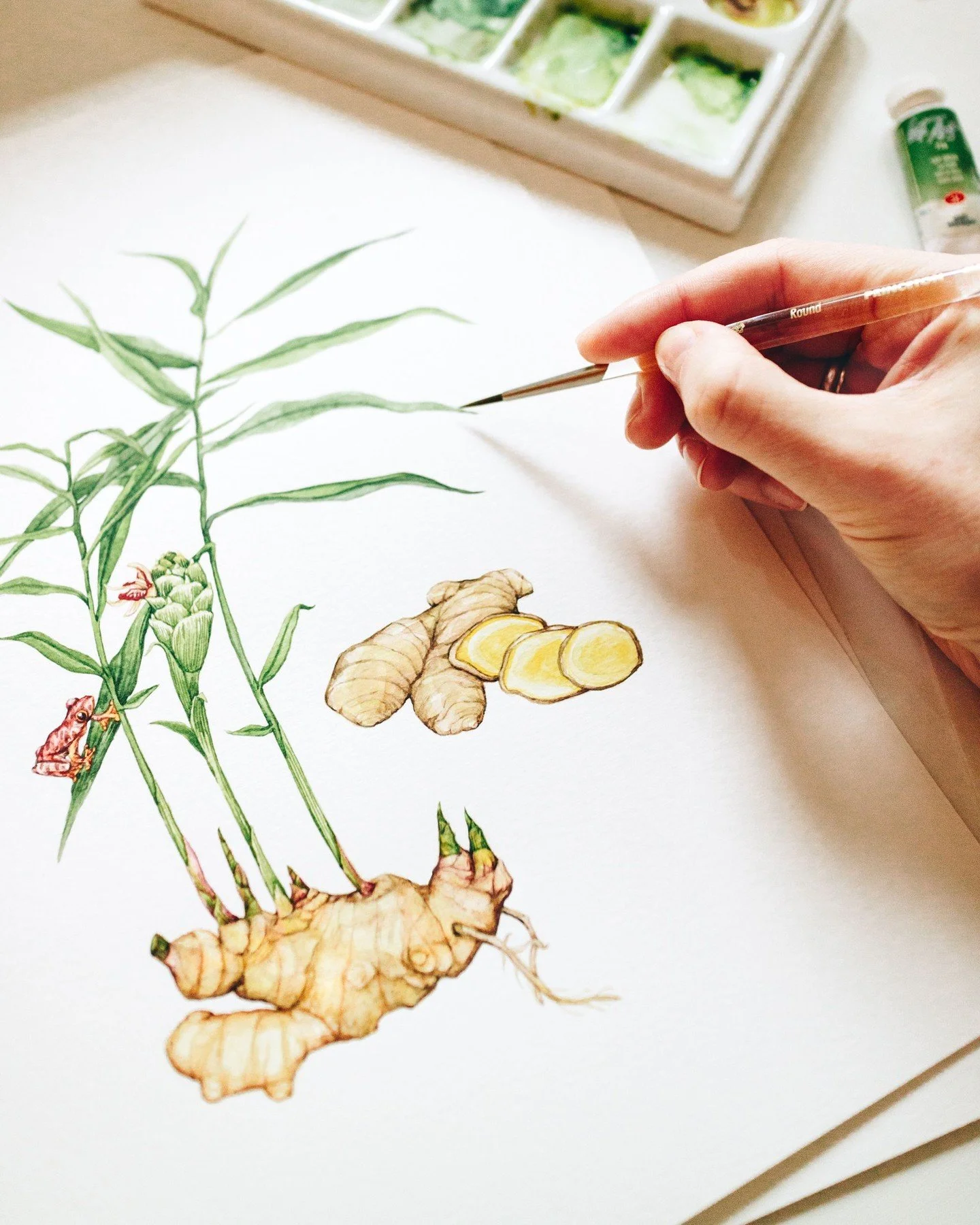 Ginger Plant Botanical Study. Botanical illustration is all about observing plants in their entirety, and for this piece, I focused on the ginger plant &mdash; its green leaves, to flower,  to the intricate rhizome with roots searching for the soil. 