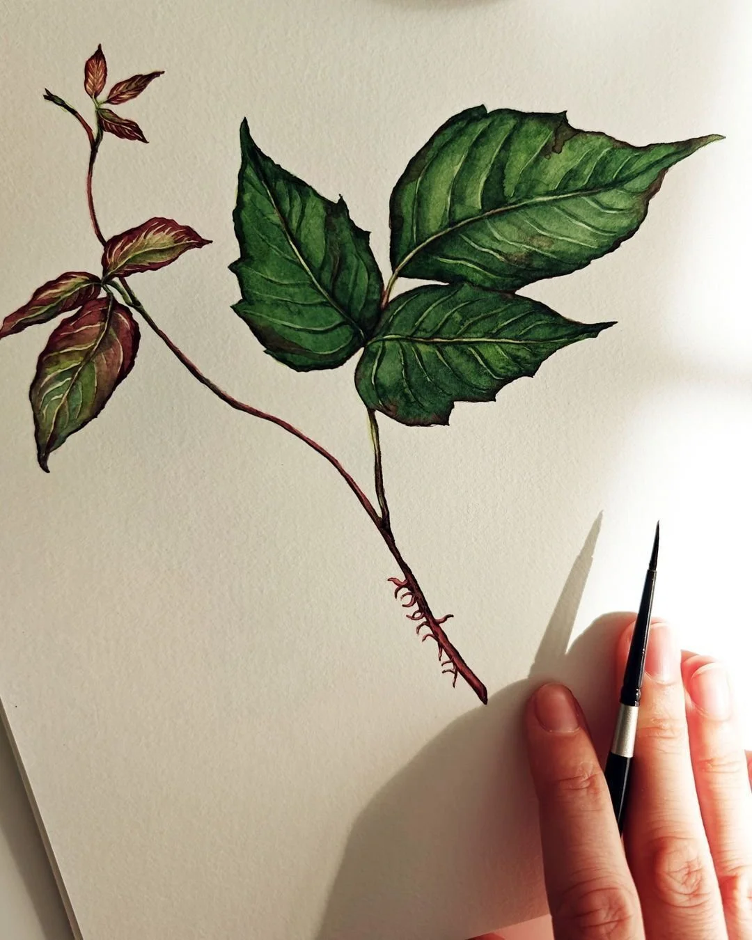 Poison Ivy &ndash; A Spooky Botanical. Halloween is almost here, and what better way to celebrate than with a little botanical mischief? I painted this poison ivy study in watercolor, exploring its vibrant green leaves and delicate, almost sinister, 