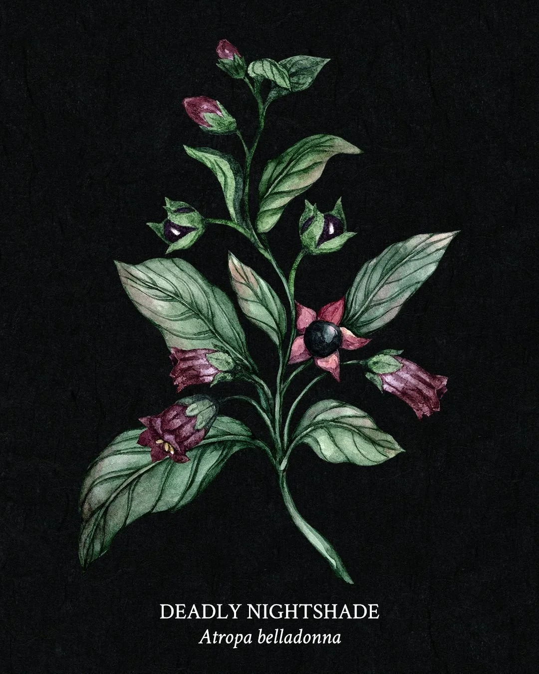 Poison Garden Field Guide - Page 1 - Deadly Nightshade (Atropa belladonna)

With its dark, bell-shaped flowers and glossy black berries, Deadly Nightshade is as captivating as it is dangerous. Once called &ldquo;the beautiful lady&rdquo; for its hist