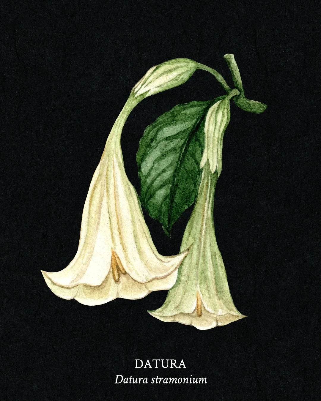 Poison Garden Field Guide - Page 2 - Datura (Datura stramonium)

Datura&rsquo;s trumpet-shaped blooms open at night, filling the air with a sweet, intoxicating scent. Often called Jimsonweed or Devil&rsquo;s Trumpet, this plant has inspired both awe 