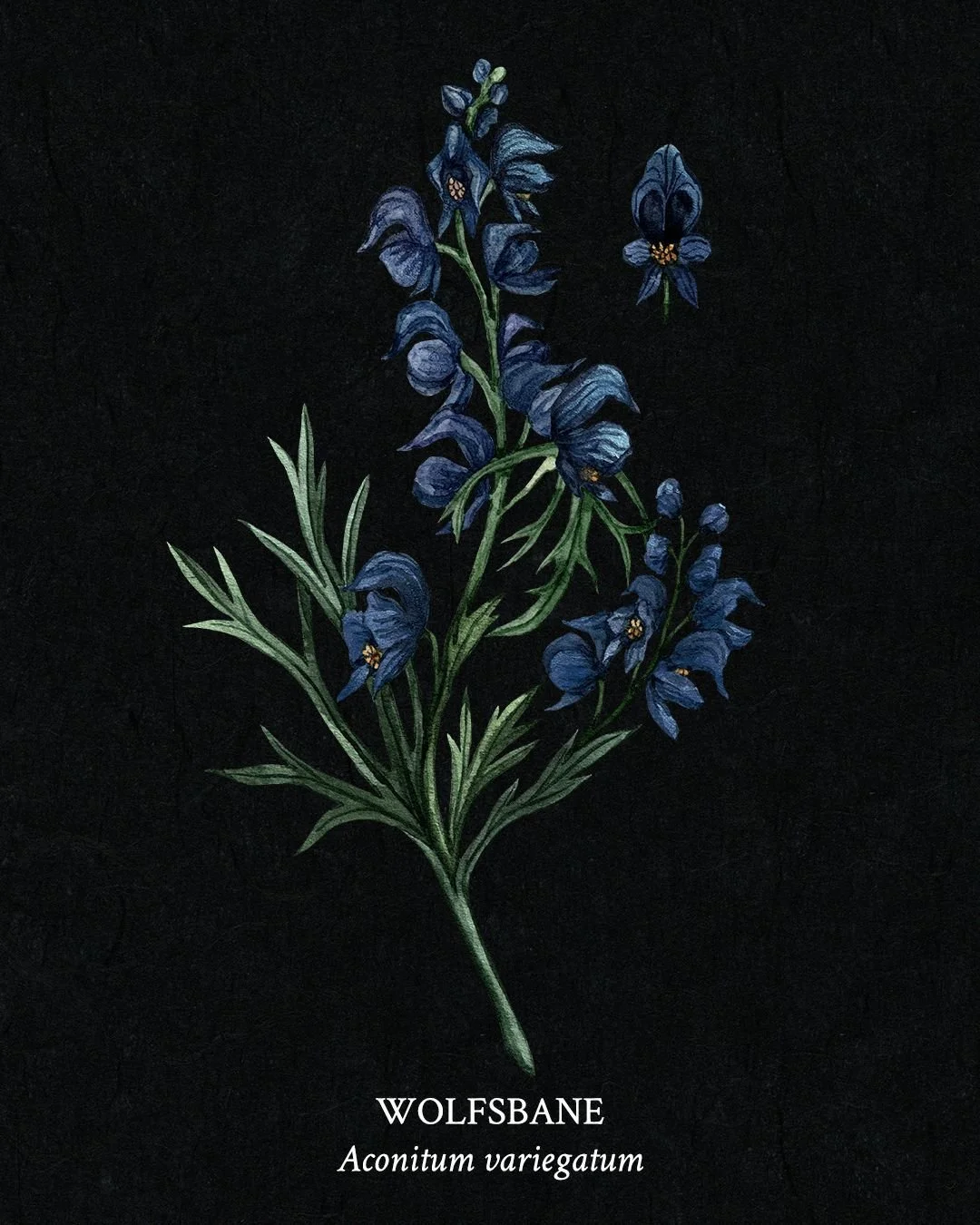 Poison Garden Field Guide - Page 3 - Wolfsbane (Aconitum variegatum)

Tall spikes of deep violet hooded flowers make Wolfsbane a striking presence in the poison garden. Known also as Monkshood, this plant carries centuries of myth&mdash;linked to wer