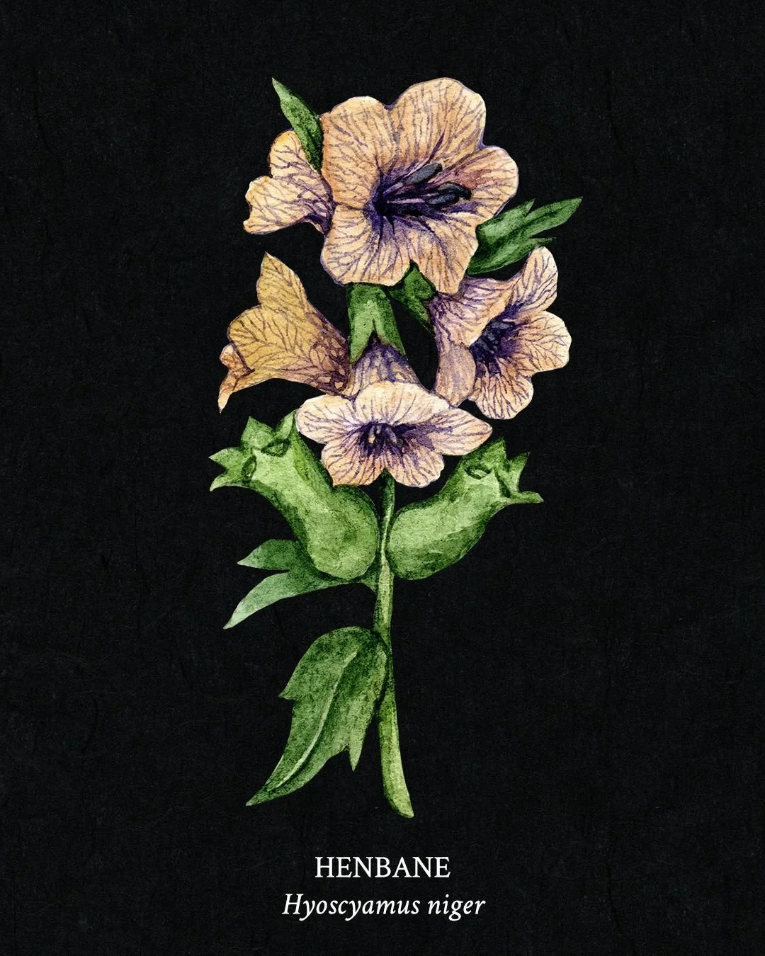 Poison Garden Field Guide - Page 4 - Henbane (Hyoscyamus niger)

Henbane&rsquo;s pale yellow, bell-shaped flowers, streaked with purple veins, give it an eerie, otherworldly look. Historically, it was used in magic, rituals, and early medicine, often