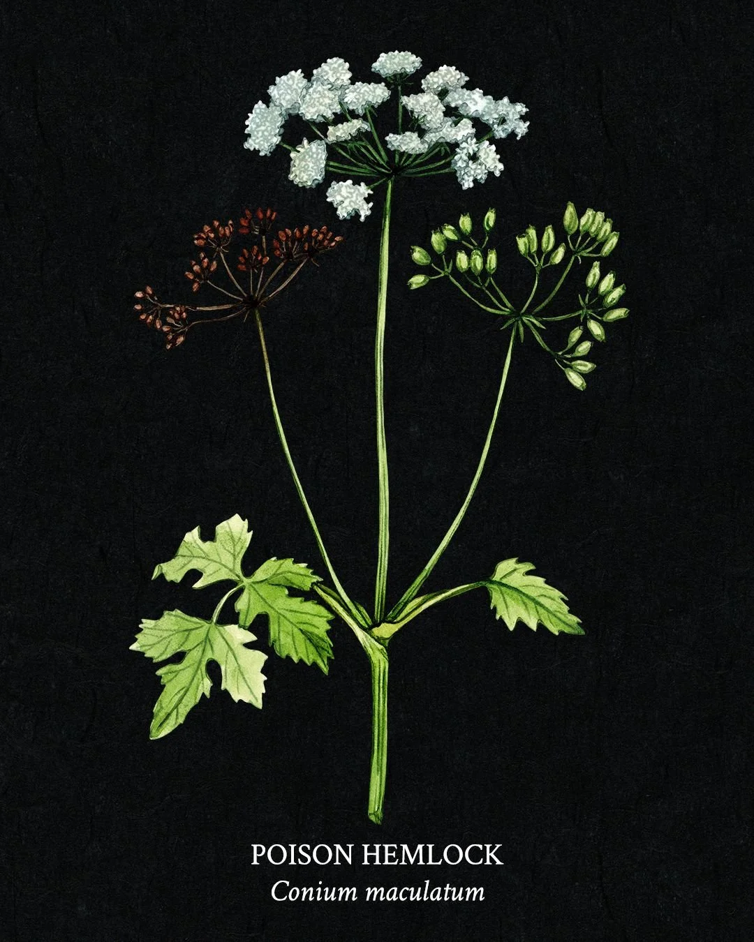 Poison Garden Field Guide - Page 5 - Poison Hemlock (Conium maculatum)

Delicate, lacy white flowers atop tall, hollow stems give Poison Hemlock an almost innocent appearance&mdash;belying its deadly nature. Infamous in history as the plant that ende
