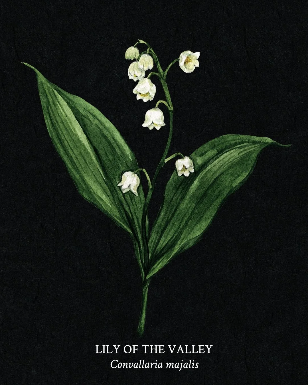 Poison Garden Field Guide - Page 6 - Lily of the Valley (Convallaria majalis) 

Lily of the Valley&rsquo;s tiny, bell-shaped flowers and sweet fragrance make it a favorite in spring gardens and bridal bouquets. But beneath its delicate beauty lies on