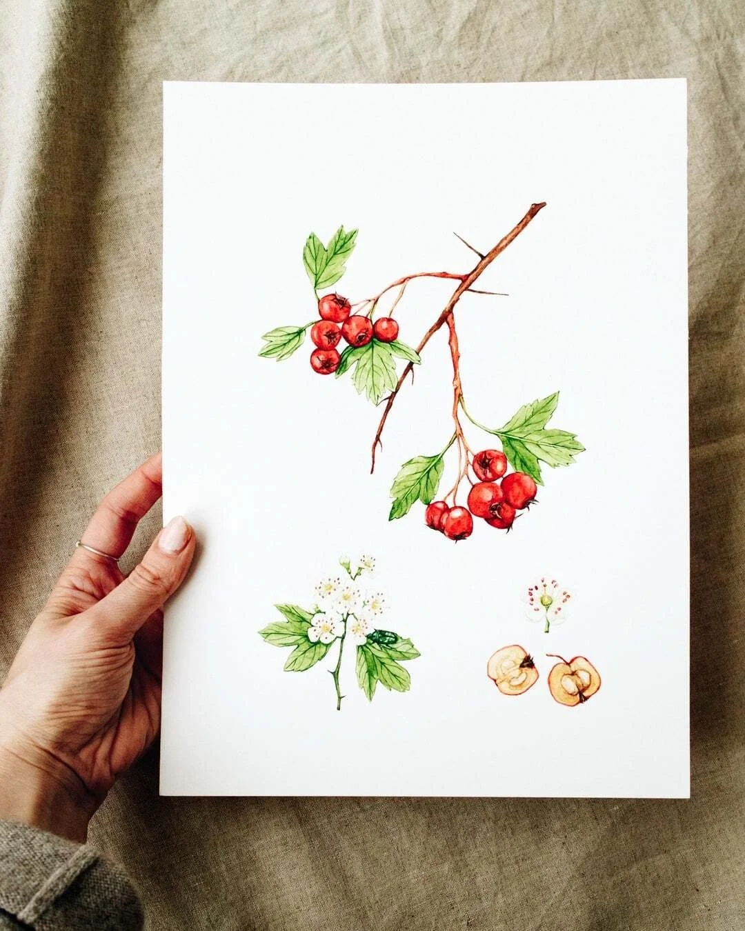 I&rsquo;ve been spending more time observing late-season wild foods, and one of my favorites to paint is hawthorn. Its bright red berries are a classic forager&rsquo;s find &mdash; small but full of character, especially against the muted tones of au