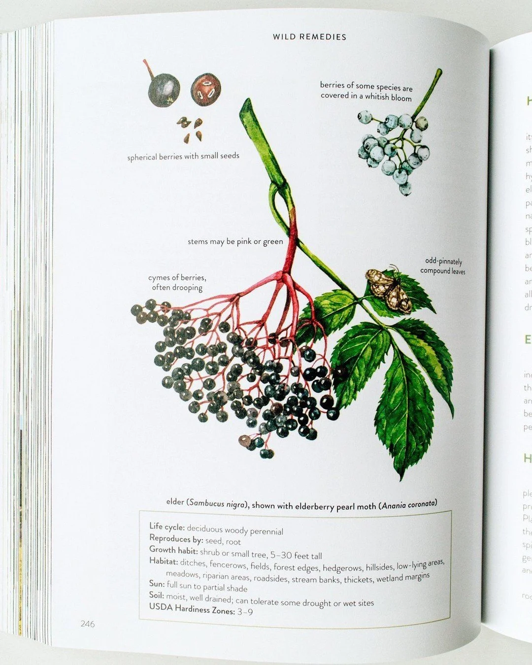 Book Page vs Botanical Illustration. I&rsquo;ve always been drawn to elderberries &mdash; their deep, inky clusters and delicate stems make them a joy to paint. In watercolor, I love capturing the subtle variations in purple and blue, the tiny highli