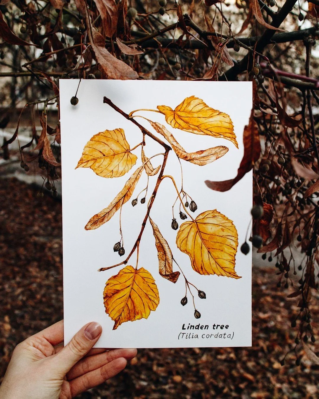 I just LOVE the fall colors! Creating seasonal artwork helps me slow down and notice those small transitions in nature, translating them into watercolor on paper.

#seasonalinspiration #botanicalart #watercolorartist #natureinspiredart #artofobservat