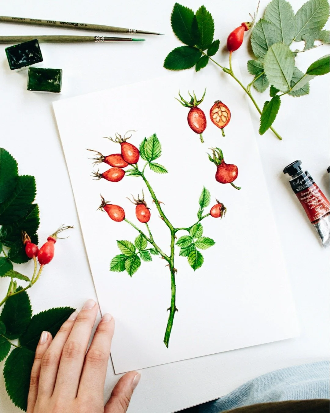 Botanical Illustration vs Book Page. Rosehip tea always reminds me of my sweet granny and the summers I spent in the country when I was young.

#rosehips #wildfoods #botanicalart #watercolorartist #natureinspiredart #foraging #bookillustration #botan