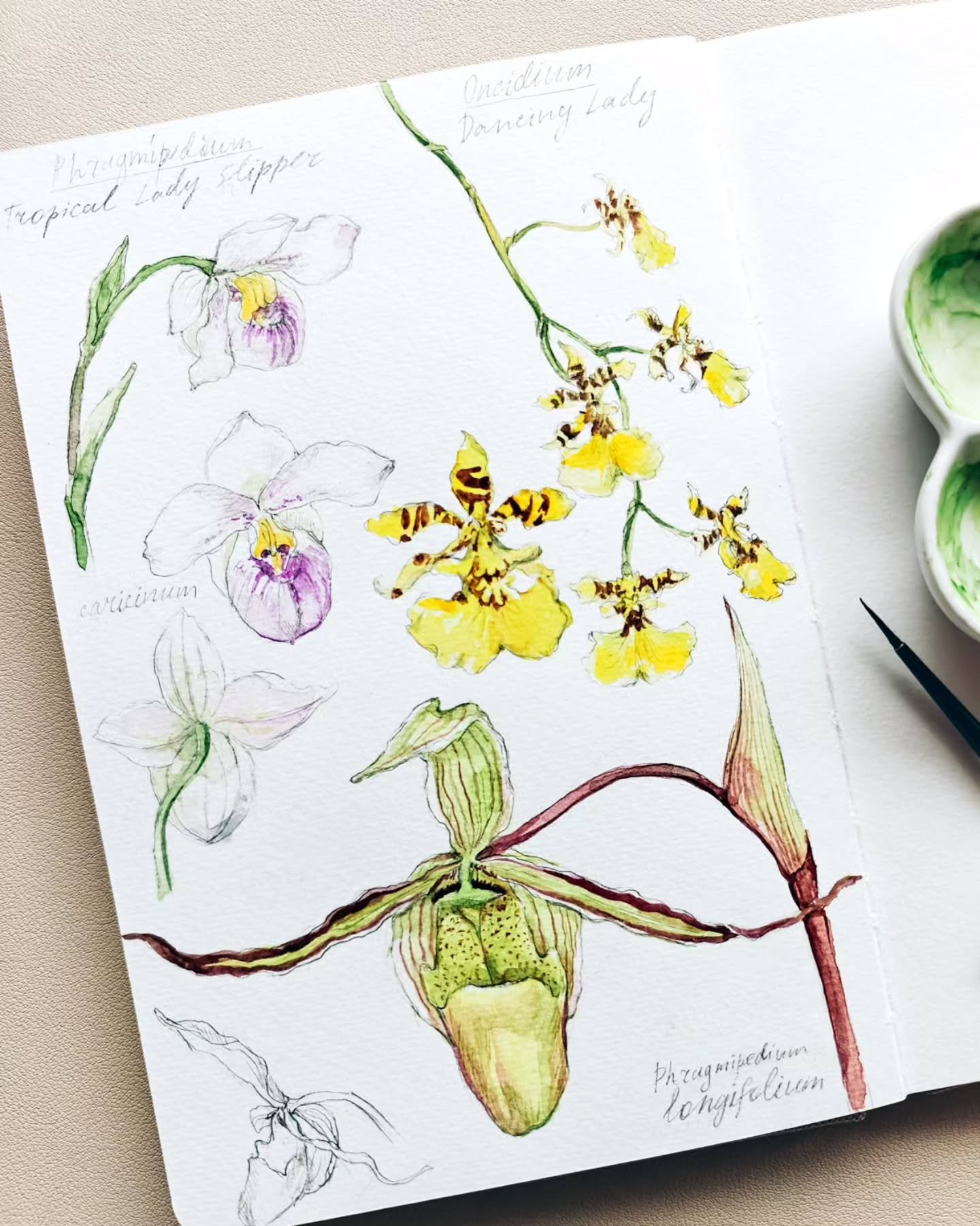 I had such an amazing time sketching orchids with  @pacificnwbotanicalartists at the @uwbiogreenhouse a few weeks back.

#botanicalsketchbook #sketchbookpage #orchidlover