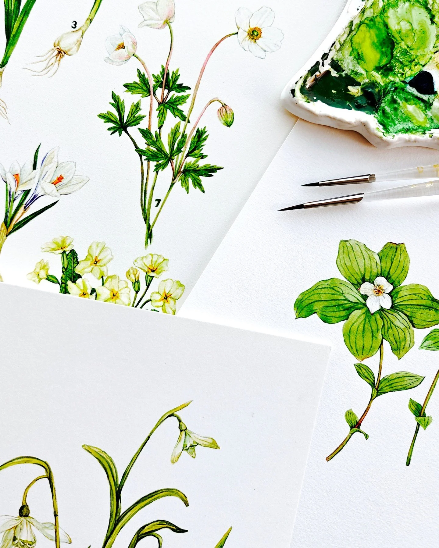 Spring wildflowers. These are the first plants I start paying attention to each year. Small, brief, and easy to miss if you&rsquo;re not looking closely. Many only appear for a short window before disappearing again. 

In illustration, these plants w