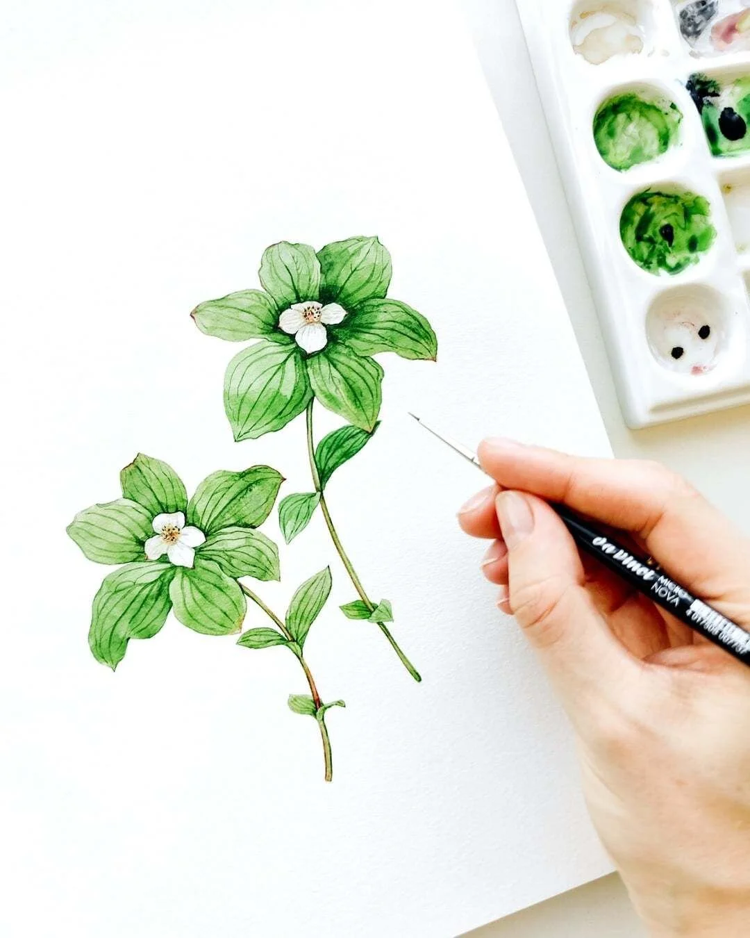 Bunchberry (Cornus canadensis) &mdash; a delicate spring wildflower native to the Pacific Northwest.

I&rsquo;m drawn to its small white flowers and low, spreading form. Plants like this work beautifully as botanical illustrations for packaging, seas