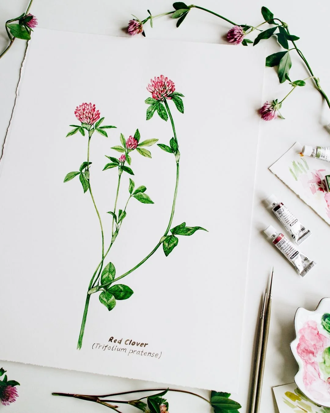 Hand-painted art is a result of skill and years of dedication. Each botanical illustration I create is a slow, intentional process. My work celebrates nature and brings attention to the delicate, fragile details that are so often overlooked, inviting
