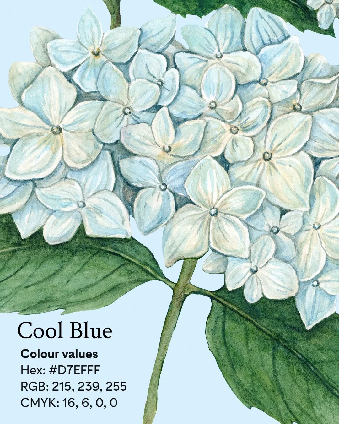 Exploring the colours from @Pinterest Palette for 2026 in my botanical illustrations! I&rsquo;m sharing each shade that can be found in my art. From frosty Cool Blue hydrangeas to the vibrant Wasabi greens in citrus, deep Plum Noir in figs, soft Jade