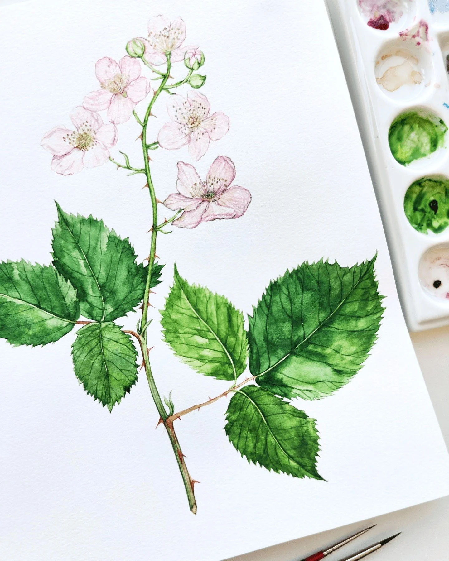 From my botanical sketchbook 🌿Every page is a playground. 

Flipping through my plant sketches reminds me that inspiration is everywhere if you take the time to notice it.

For me, sketching is more than practice - it&rsquo;s a way to connect with p