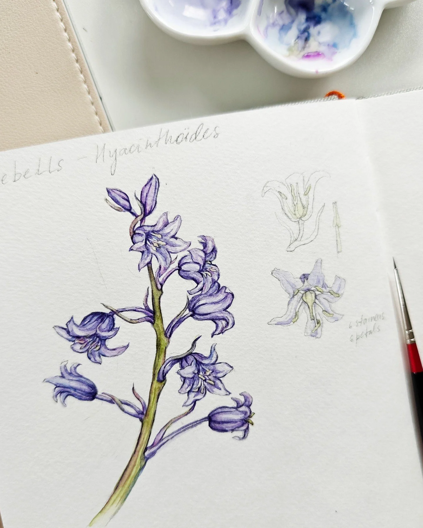 Bluebells in bloom 🌸 Studying these delicate flowers up close always brings me joy and helps capture their charm in my hand-painted botanical illustrations. Every sketch or painting completed deepens my connection with nature.

Common bluebell (Hyac
