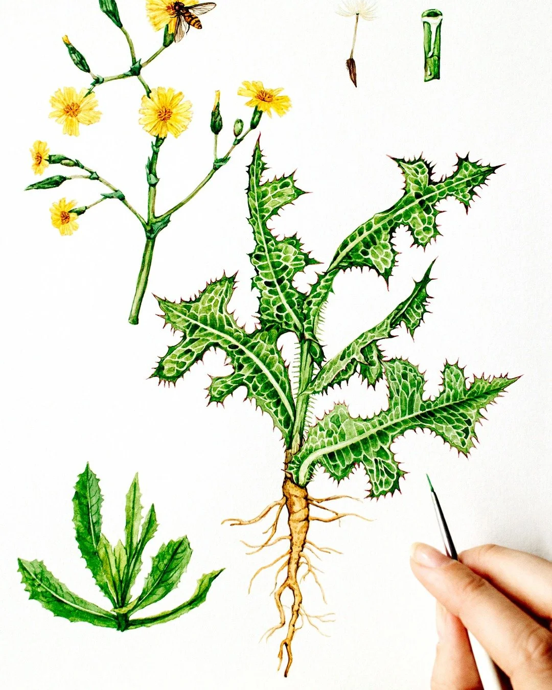 The life of a botanical artist: research, field notes, sketches, and countless watercolor washes 🎨 

Every study is about observation, accuracy, and bringing plants to life through paint. 

#botanicalillustration #watercolorbotanicals #artistprocess