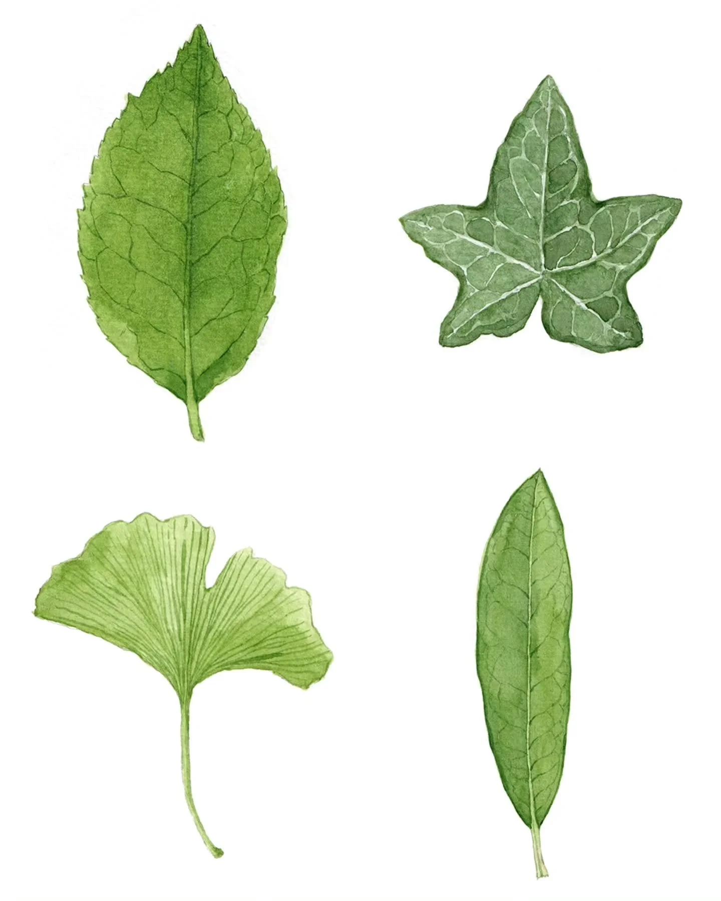 Leaf study 🌿 The more you study nature, the more you realize that everything is connected.

Careful observation is at the heart of botanical art. It&rsquo;s about slowing down, and paying attention to subtle details that reveal the quiet complexity 