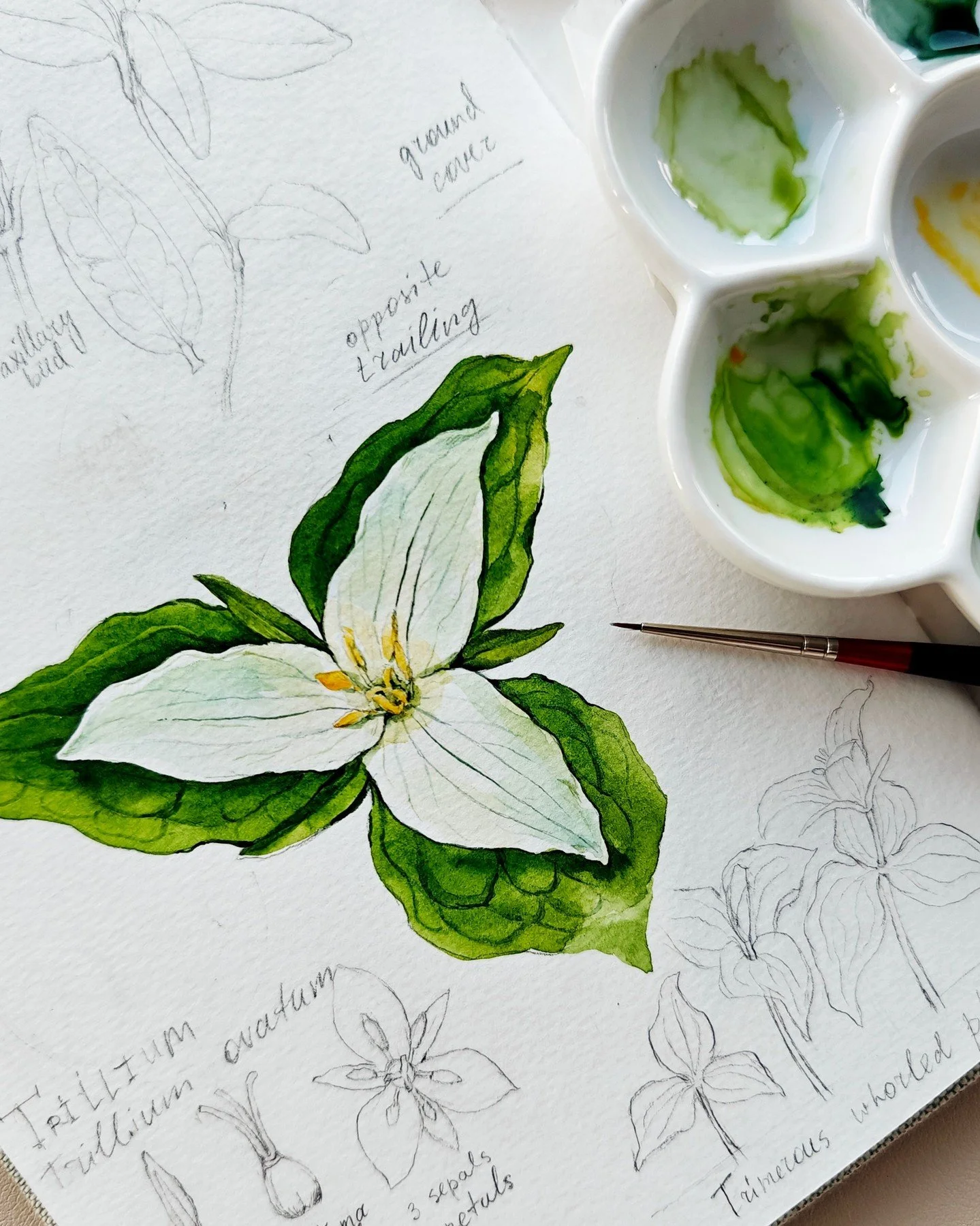 Trillium botanical study.

Every sketch brings me closer to understanding the subtle beauty of nature.

#botanicalillustration #watercolorbotanicals #plantstudy #botanicalsketchbook #sketchbookpractice