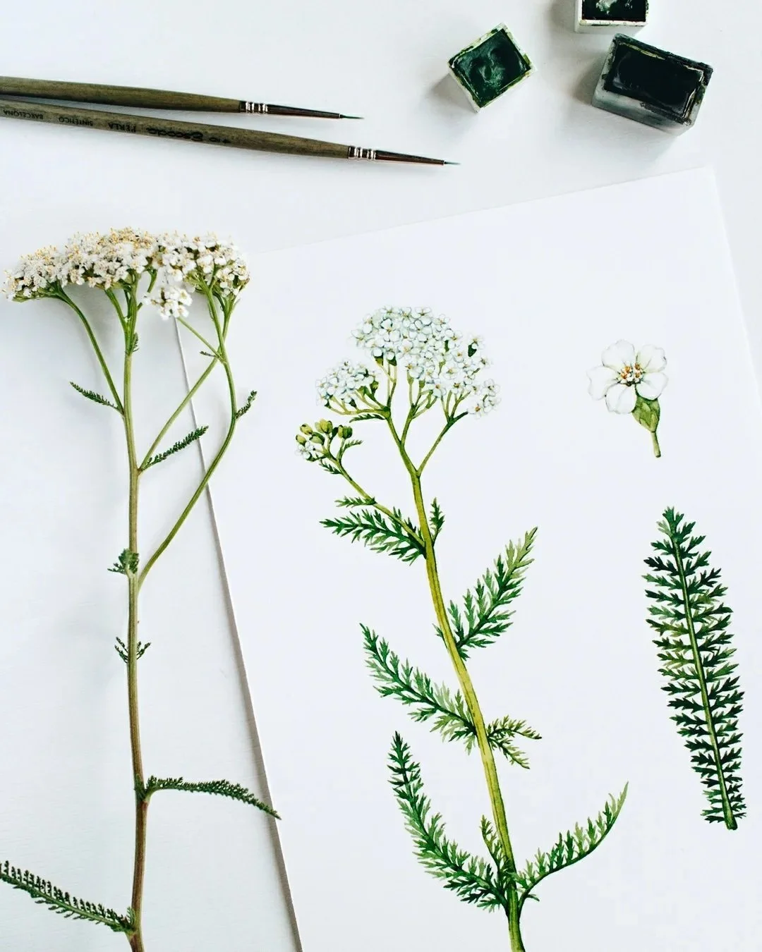 The life of a botanical artist: research, sketches, and watercolor washes 🎨 This is how a botanical illustration becomes a book page. 

#botanicalillustration #bookillustration #natureillustration #illustratorforhire
#editorialillustration