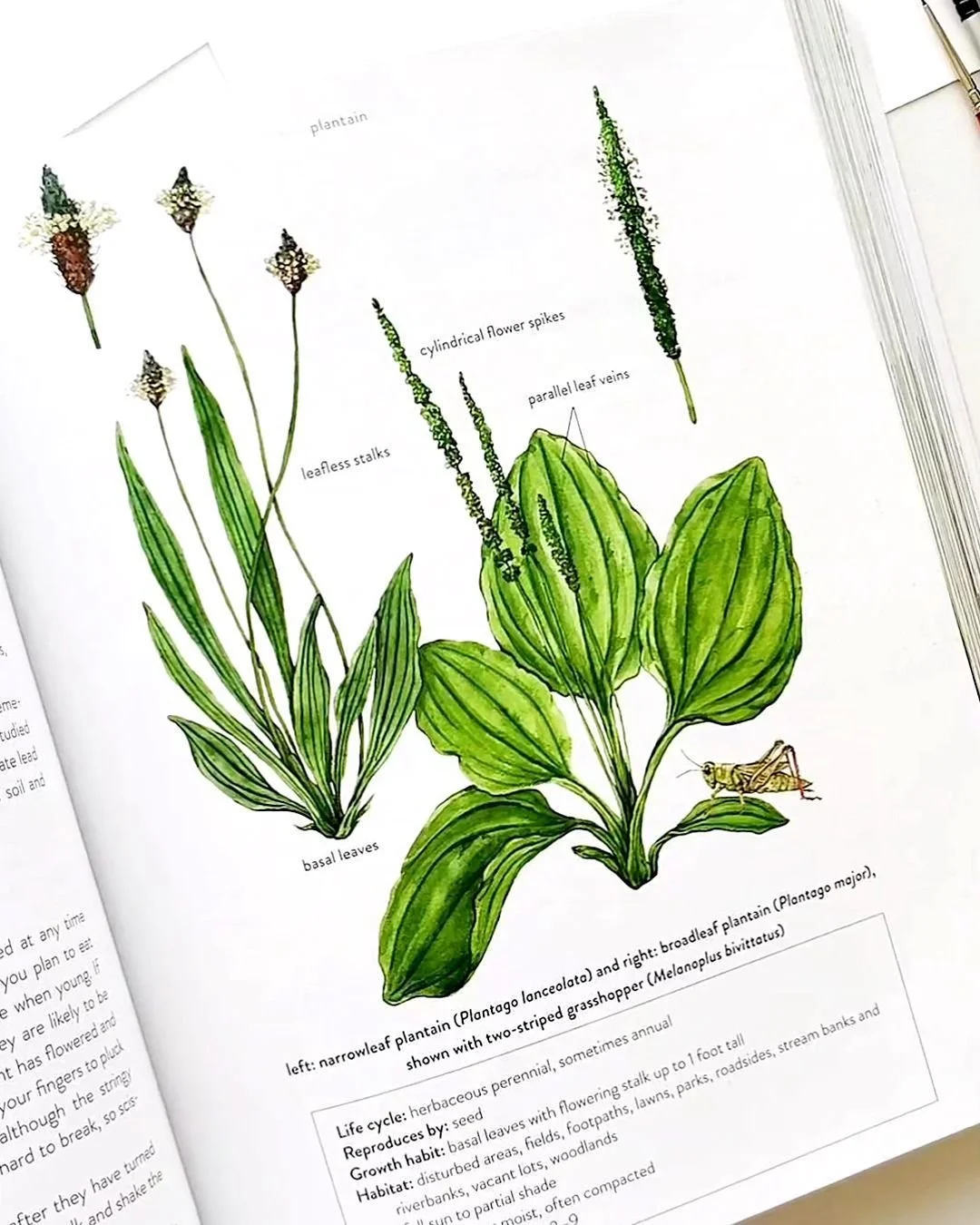 Turning watercolor botanicals into finished book illustrations for publications. Plantain types for the Wild Remedies book. #bookillustrator #botanicalillustration #bookillustration #publishingillustration #plantillustration #bookillustrator #scienti