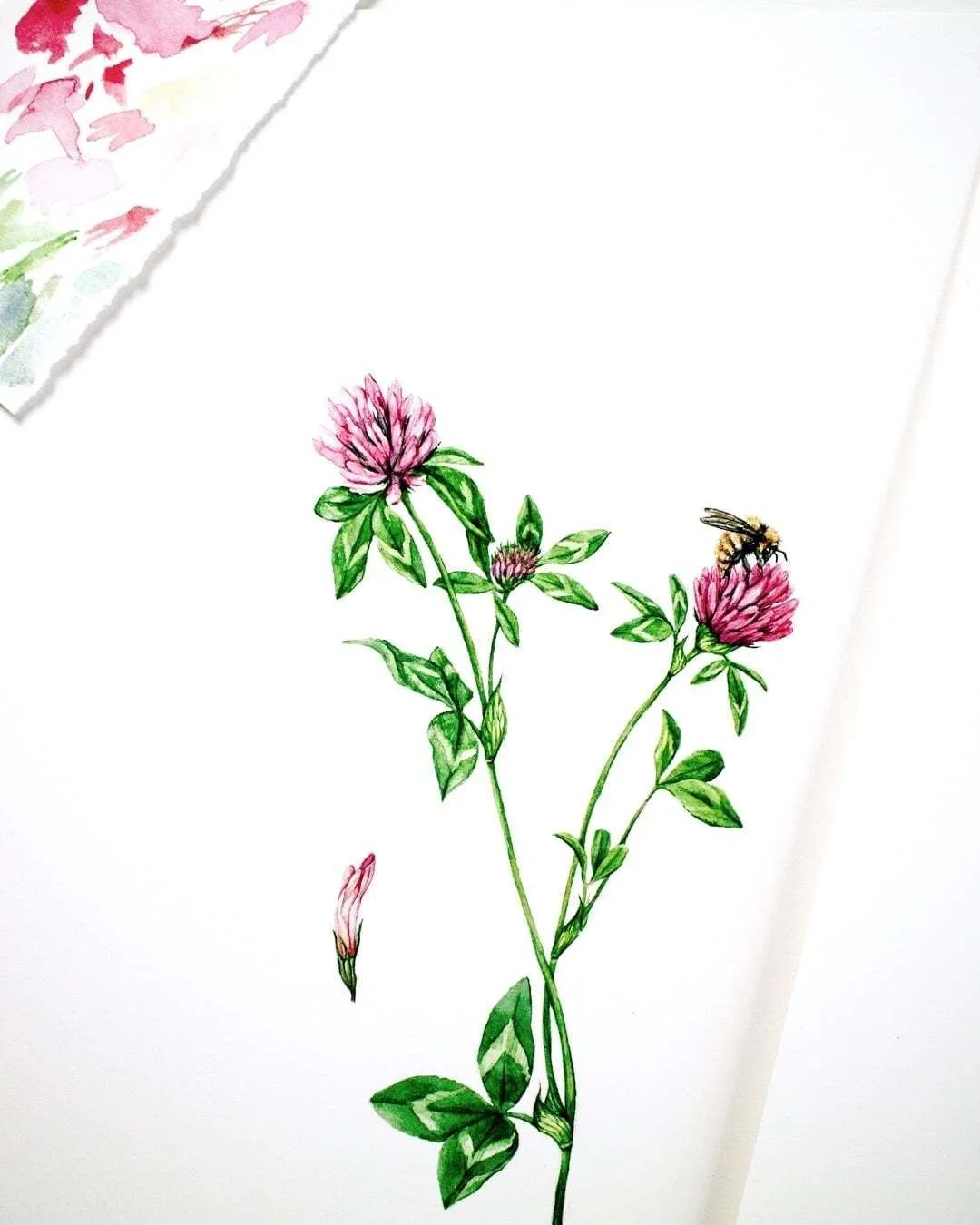 Delicate Red Clover, illustrated in watercolor for a publication. #bookillustration #botanicalillustration #watercolorillustration #natureillustration
#bookillustrator #publishingillustration #plantillustration #botanicalstudy #scientificbotanicalill