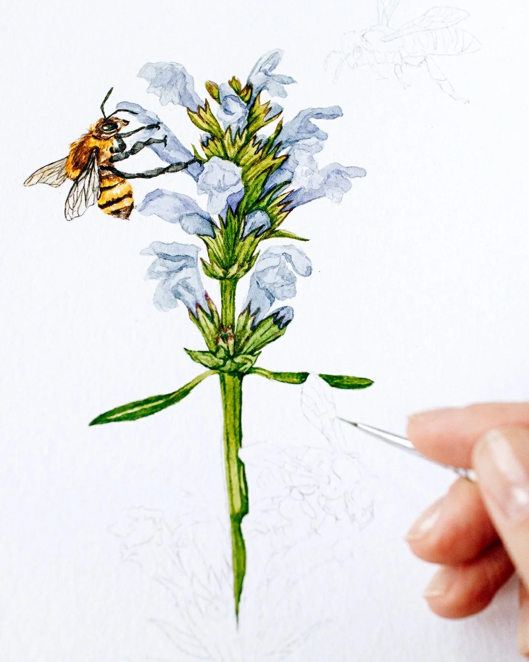 Nature is waking up!

#botanicalillustration #bookillustration #watercolorillustration #illustratorforhire #publishingillustration