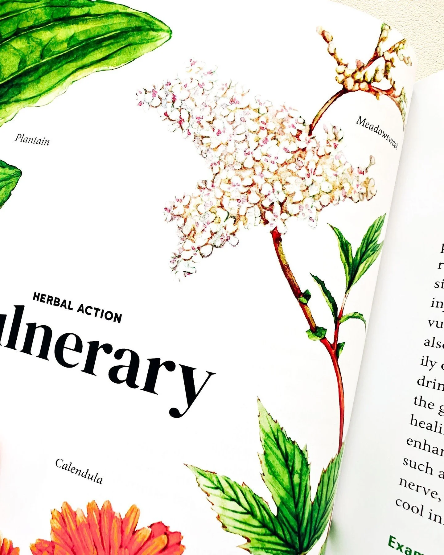 Turning hand-painted botanical illustrations into printed book pages for publishers. For Herbal Gut Health, I collaborated with Storey Publishing @storeypub and Maria Noel Groves @marianoelgroves, transforming watercolor artwork into a finished book.
