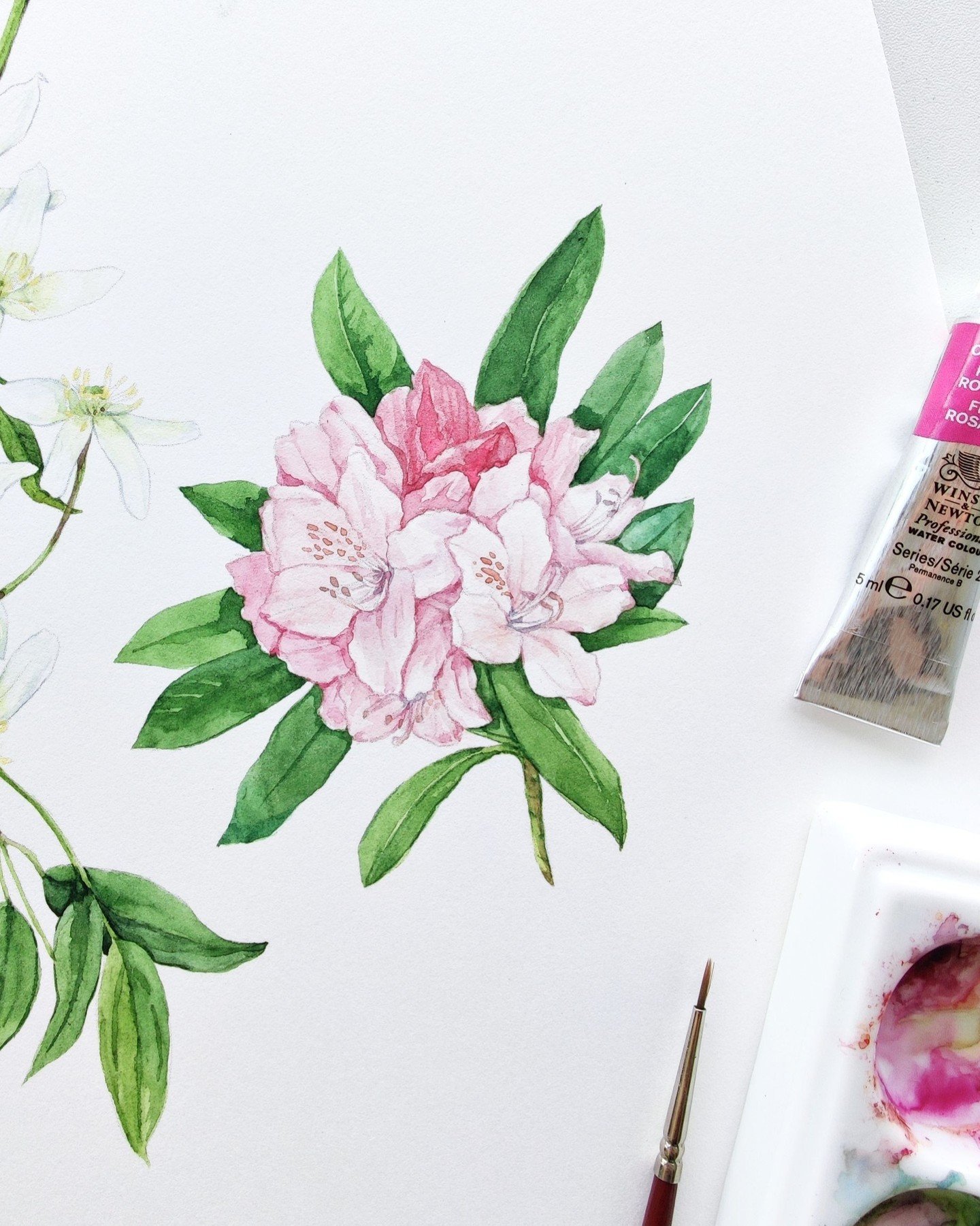 My favorite time of the year to see new blooms!

#botanicalillustration #bookillustration #watercolorillustration #illustratorforhire #publishingillustration