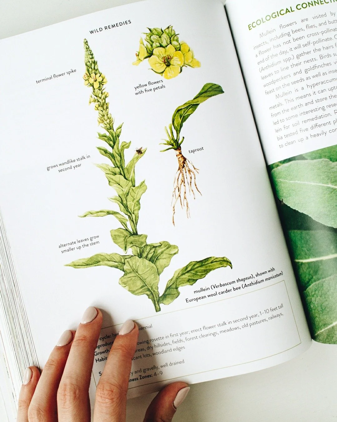 Celebrating the publishing anniversary of Wild Remedies, the first book I illustrated. All the botanical illustrations were hand-painted in watercolor, created from careful observation of each plant. This project gave me valuable experience in book i