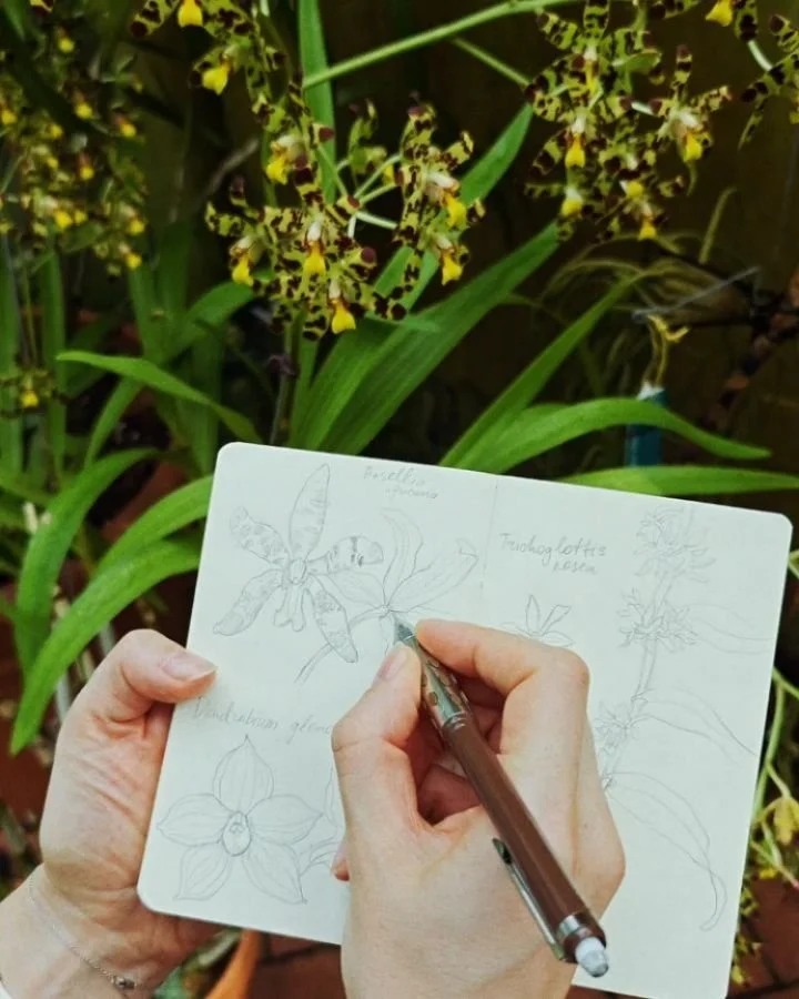 From my recent trip to NYC - sketching orchids at @brooklynbotanic Steinhardt Conservatory.

Quick studies from life like this help me learn more about the morphology of the plant, before bringing this knowledge into my watercolor artwork.

#botanica