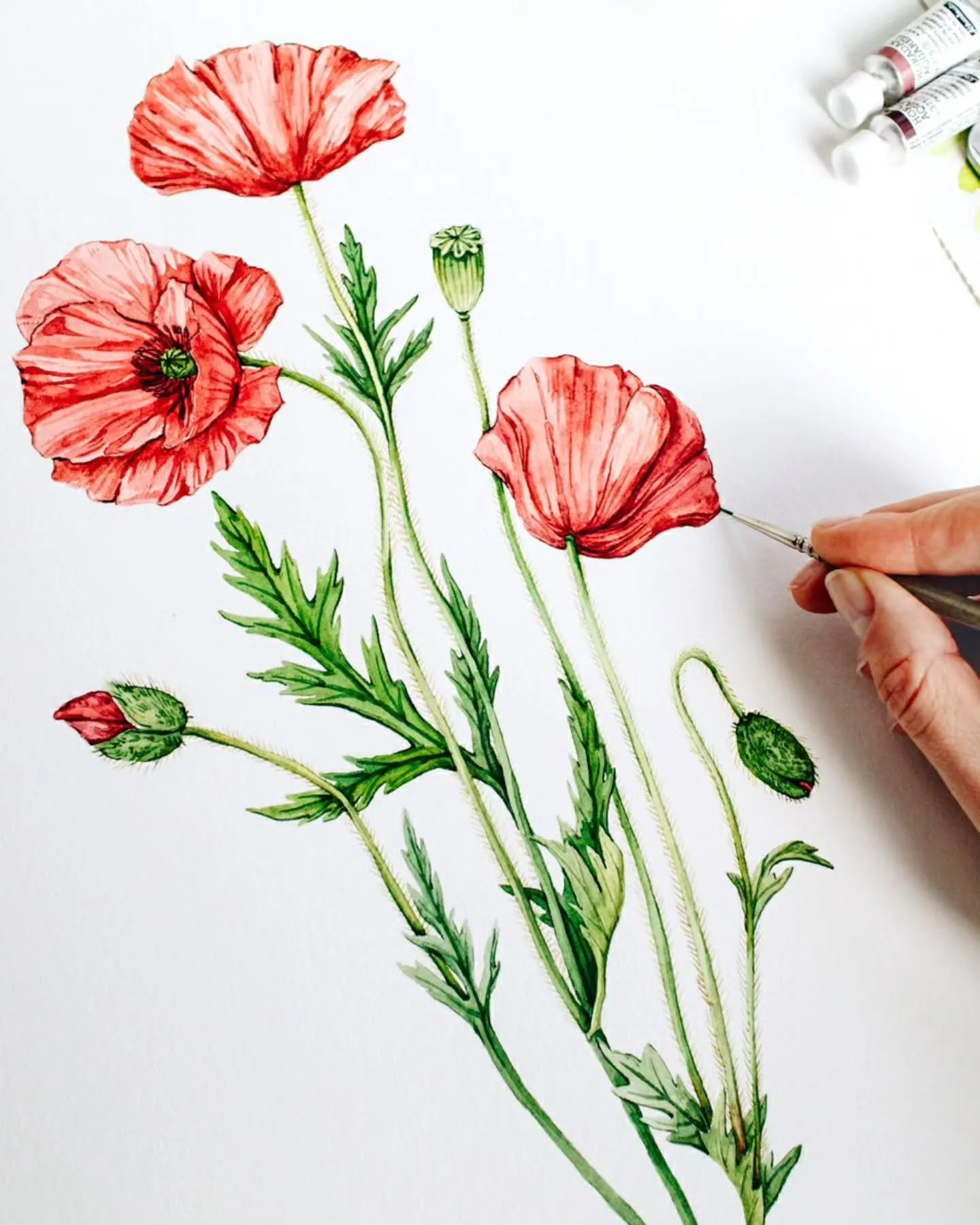 Last layer vs First layer. 

One of the things I love about watercolor is watching a painting slowly come together. The first layer is all about defining the large shapes. With each new layer, I add more depth, texture, and detail until the poppy fee
