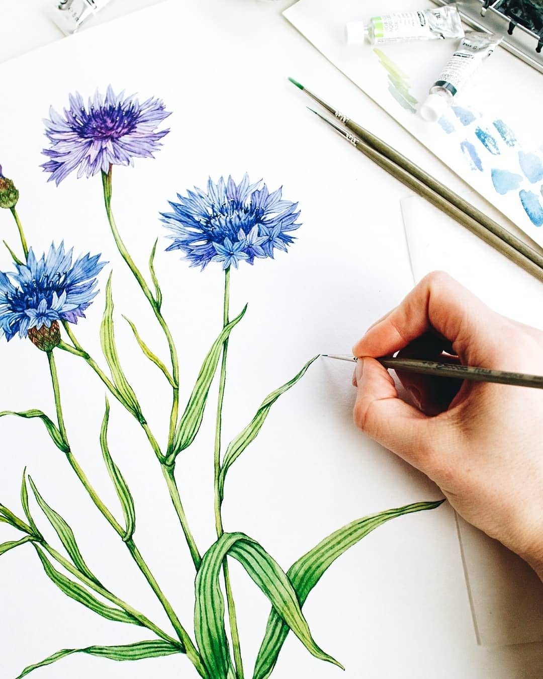 First layer vs. last layer of my cornflower watercolor.

I build my botanical illustrations gradually, adding color, texture, and details with each layer. This is a simple look at how a hand-painted illustration develops from the first wash to the fi
