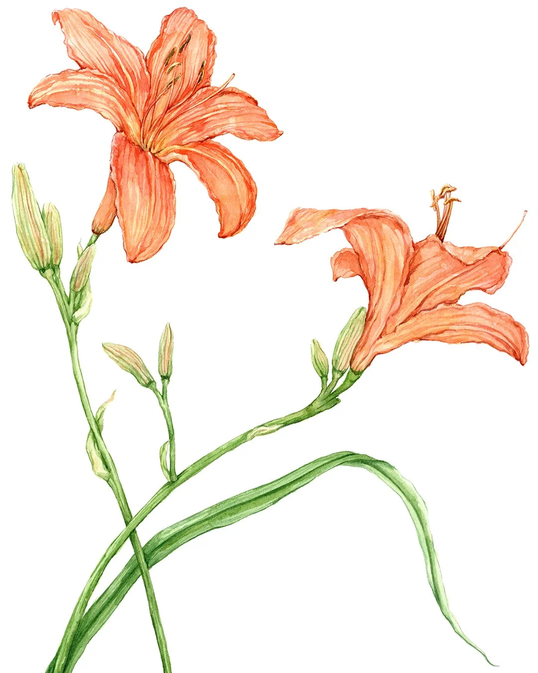 Daylilies - I love how many different daylily varieties there are, with so many colors and flower shapes.

#botanicaiIllustration #daylily #flowerillustration #botanicalartist
