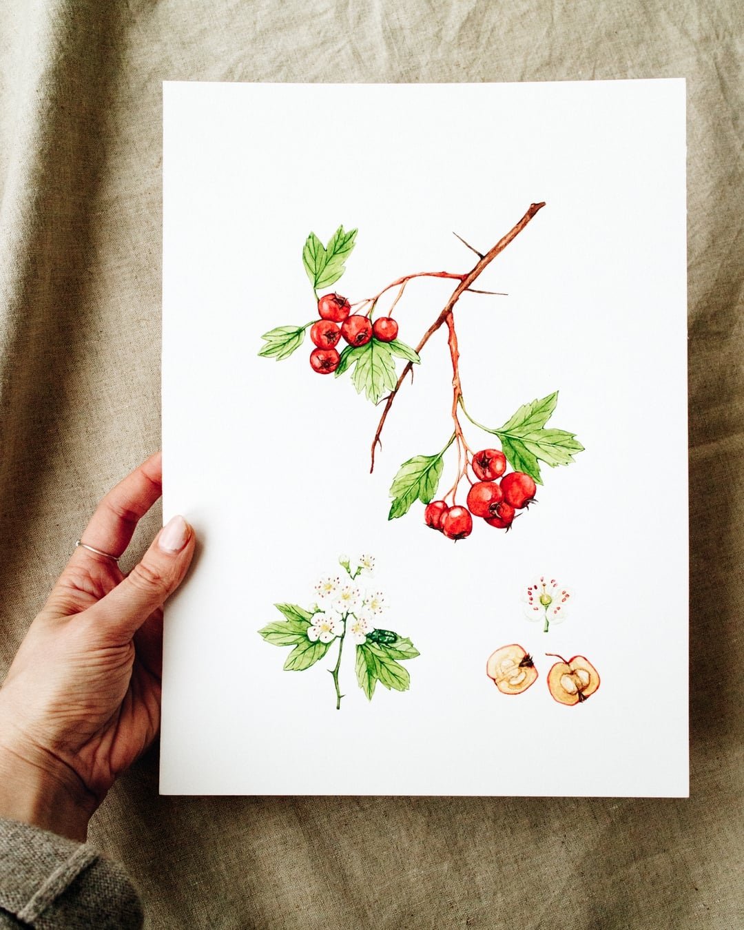 Autumn colors from my illustration work archives.

Fall is a great season for botanical studies, with so many changes in nature, and I'll be sharing a few of my all-time favorite pieces I&rsquo;ve painted over the years.

#botanicalillustration #autu