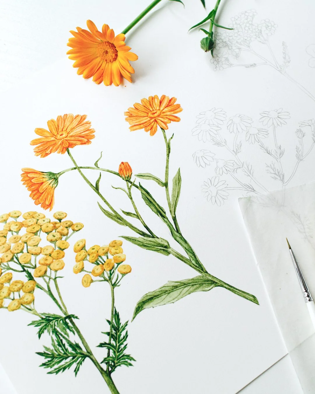 I&rsquo;m working on a new Herbalist Calendar for 2027 featuring medicinal plants, with each month focused on a different botanical subject.

It&rsquo;s been a fun project to explore different plants I painted over the years and discover new ones.

M