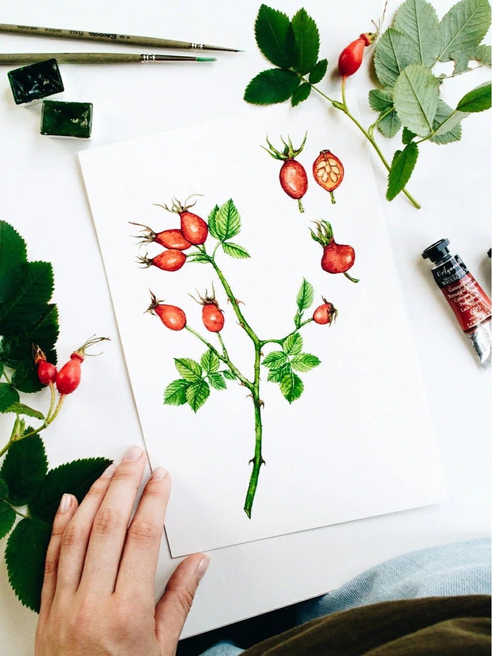 From my desk to the book page.

I painted this rosehip for Wild Remedies, which was a first book illustration project of my career, published by Hay House.

It&rsquo;s always nice to look back at the original artwork and see how it came together on t