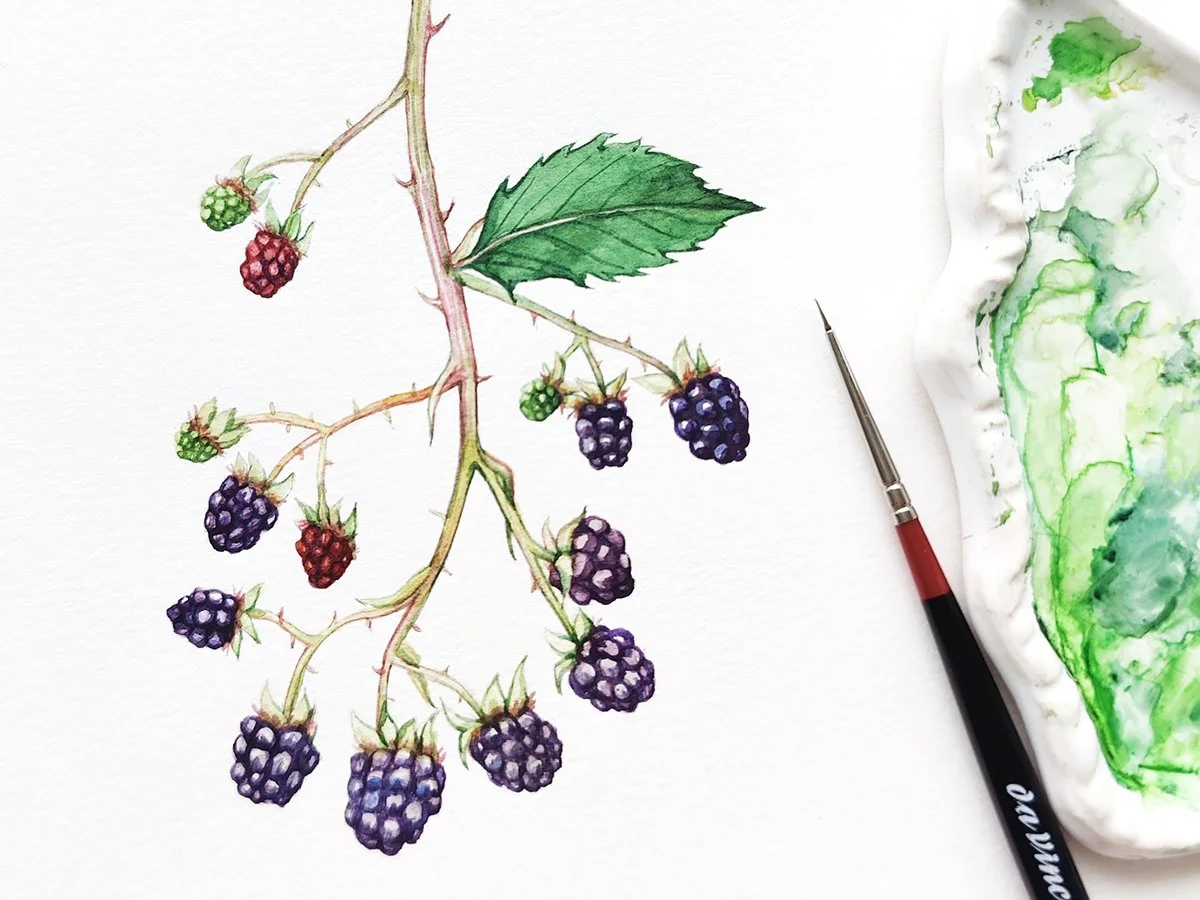 hand-painted botanical illustration in progress, demonstrating watercolor technique for book illustration