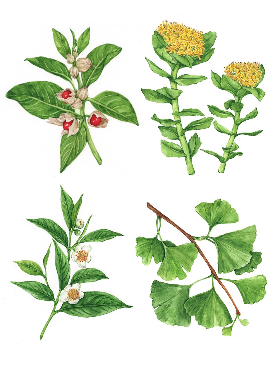 nootropic-herbs-botanical-illustration-by-Anna-Farba.jpg