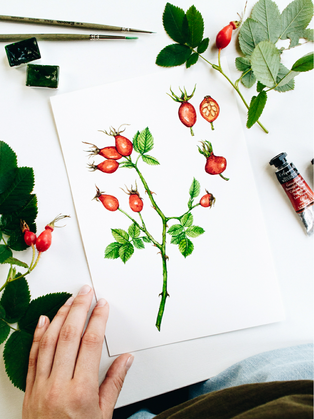 Watercolor botanical illustration of rosehips, hand-painted by botanical artist.