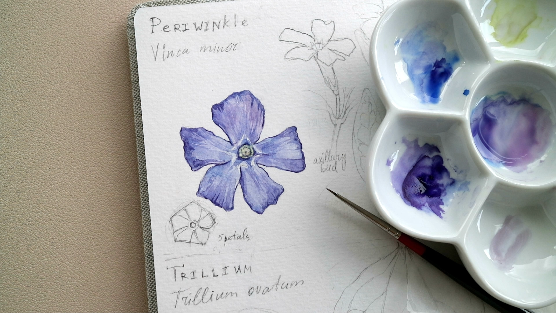 Step-by-Step Watercolor Botanical Illustration: Periwinkle Flower ...