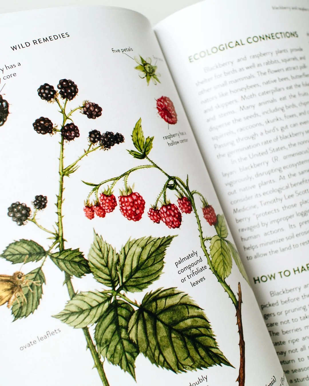 educational botanical illustration for herbal and foraging guide