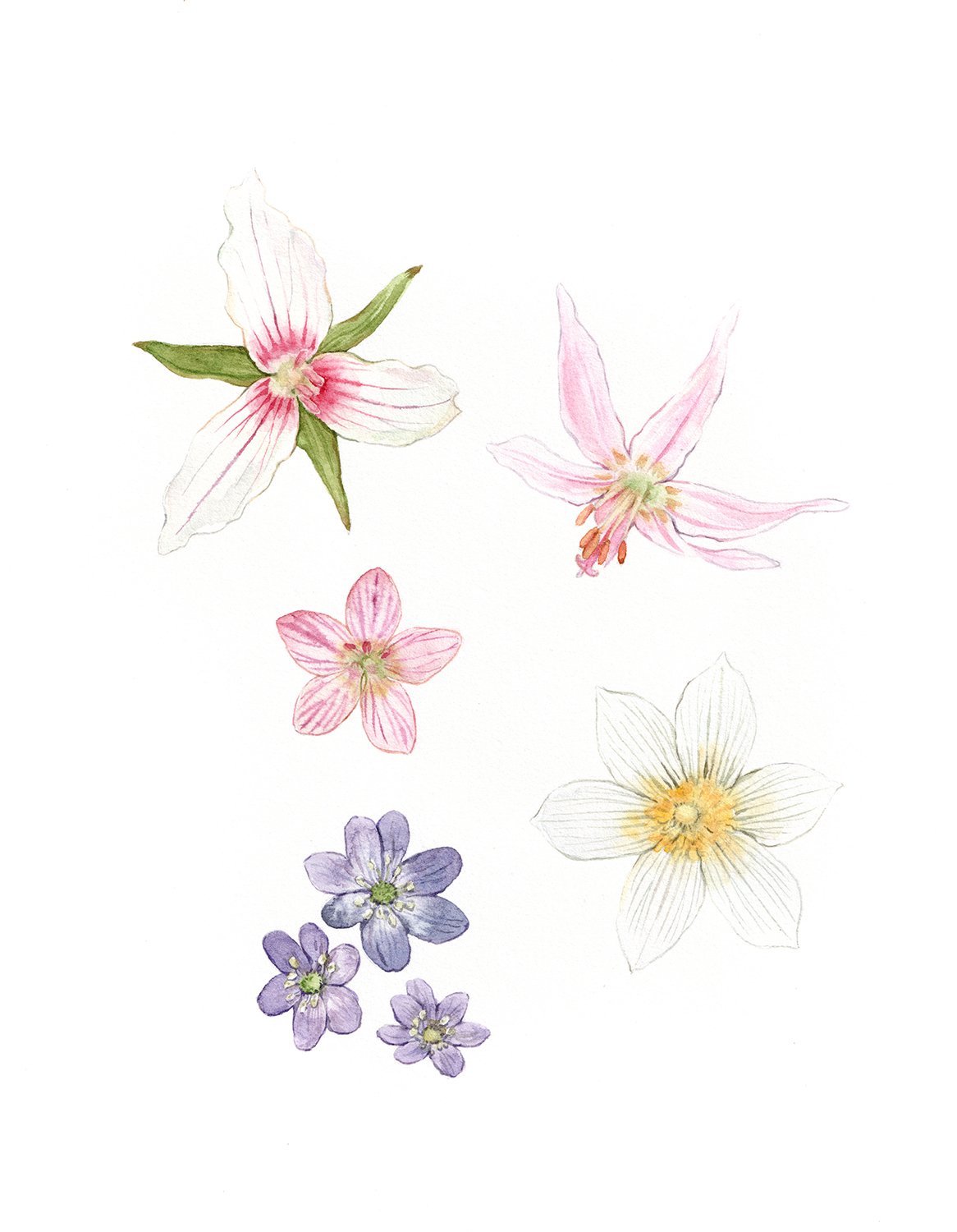 wildflowers_7x9.jpg