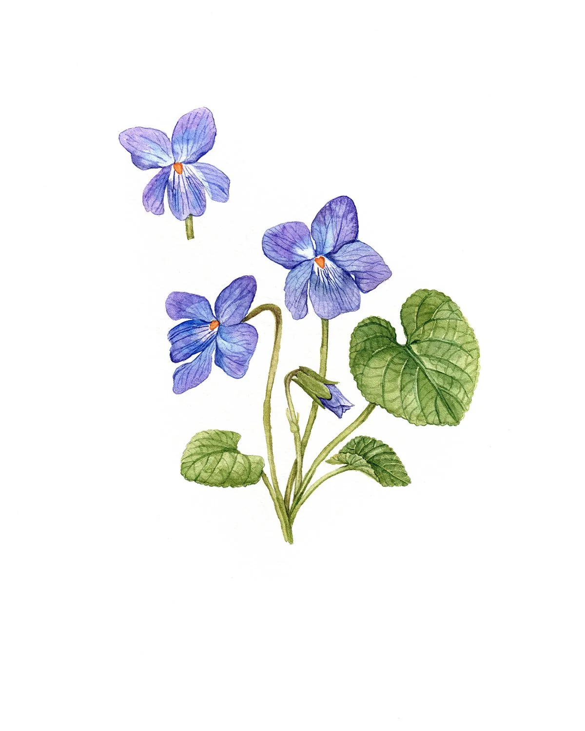 hand-painted violet botanical illustration for beauty ingredient storytelling